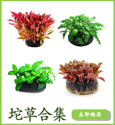 坨草合集详情页链接使用