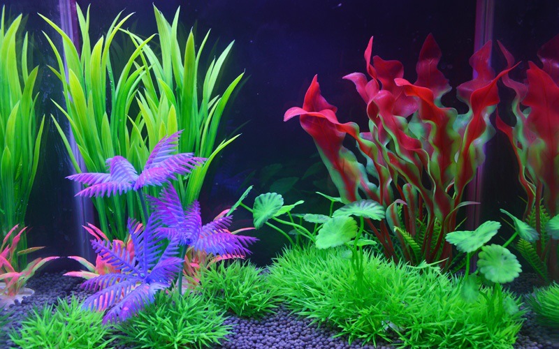 O1CN01Psl4Na1KVu0Wr6fRN_!!1035