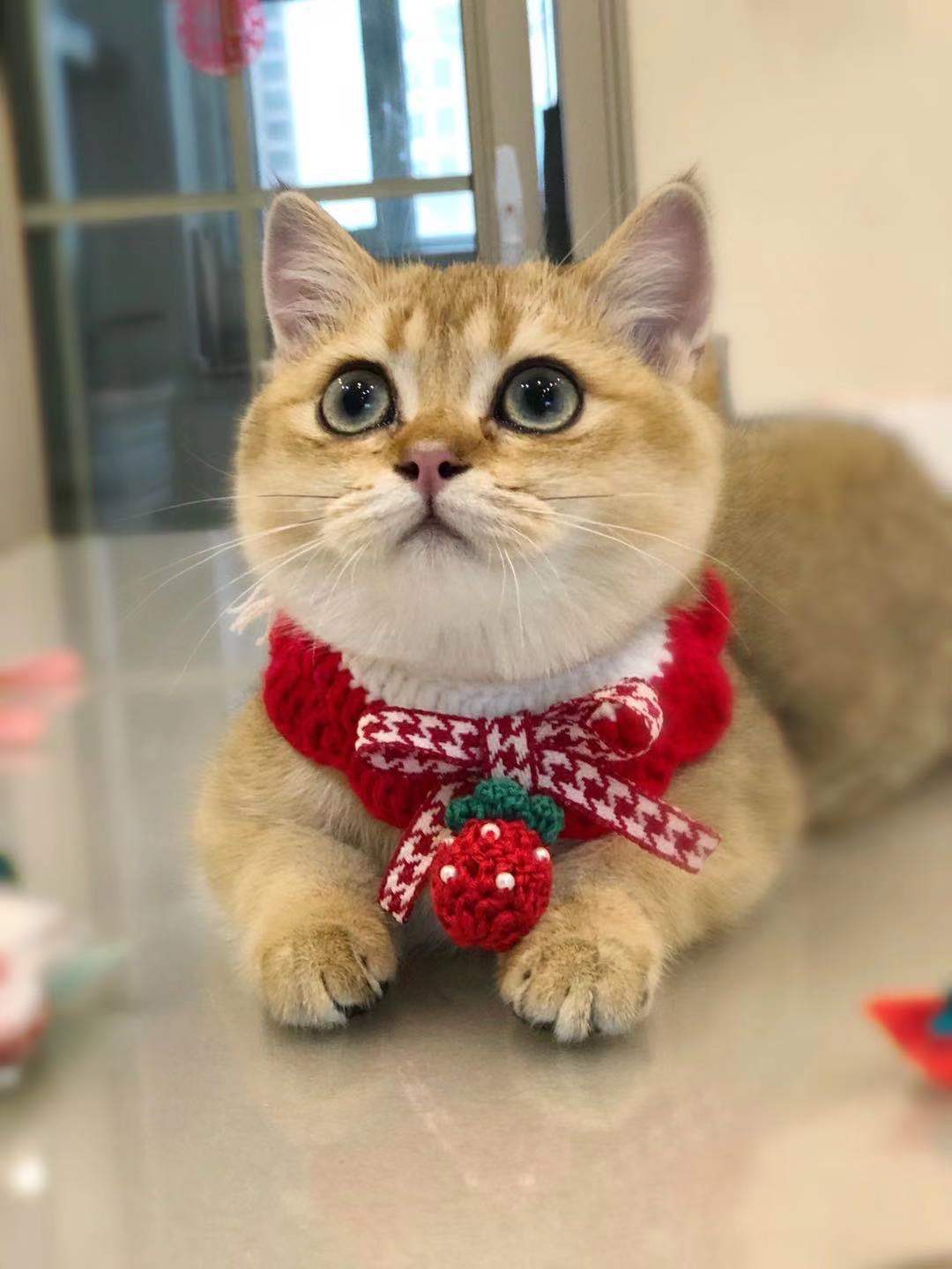 微信图片_20201117184620