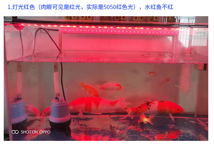 阿里鱼缸灯2020820_29.jpg