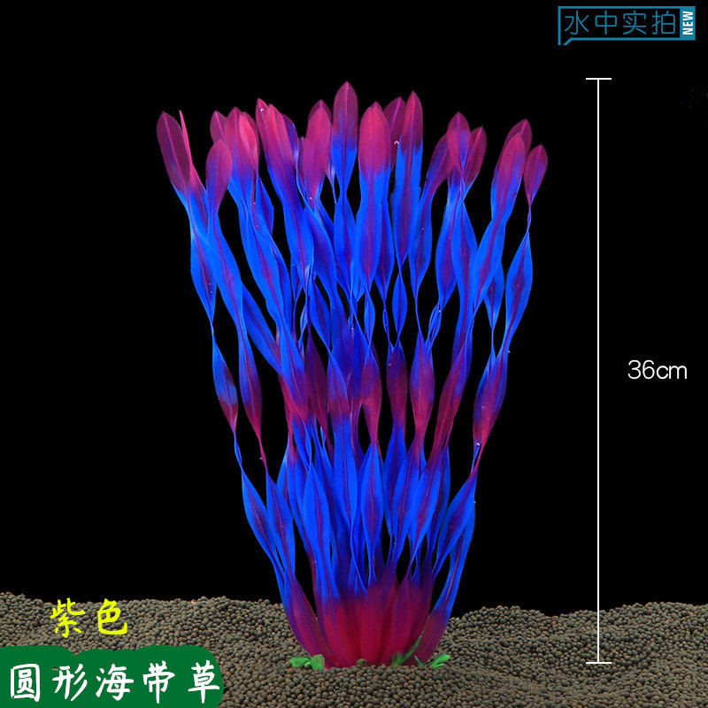 圆形海带草紫色