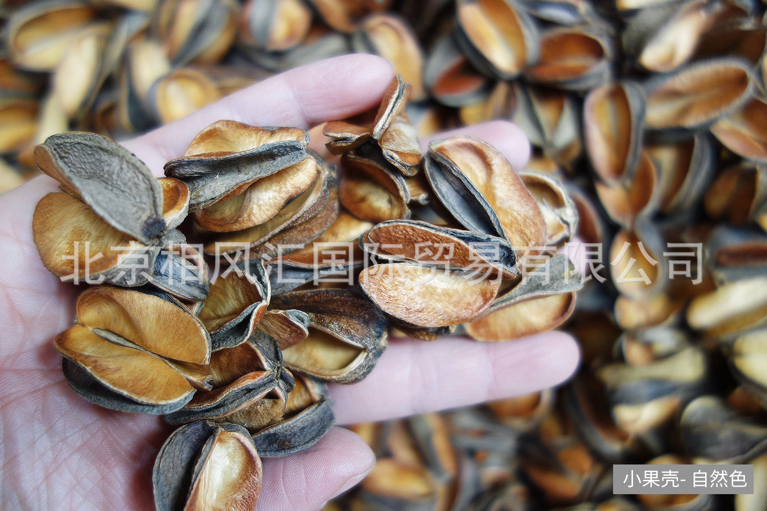 小果壳