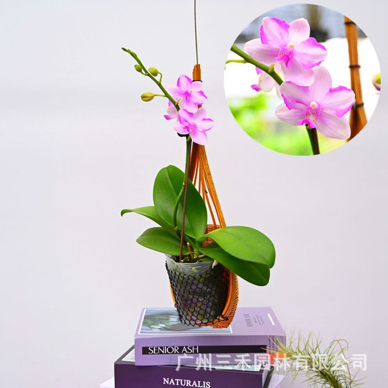 DSC_2005_副本_副本.jpg