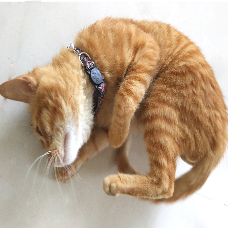 几何 cat collar-6