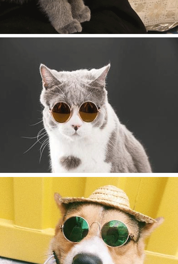 宠物眼镜图片_05