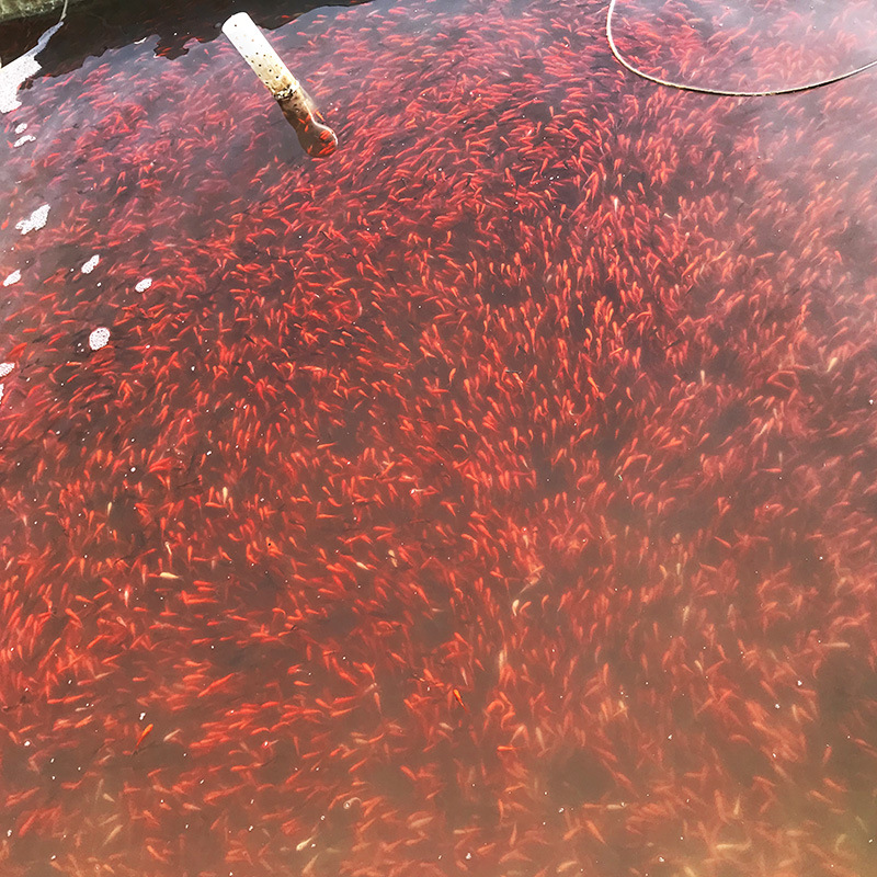 57418ddf8cbba185bf541ed2084531