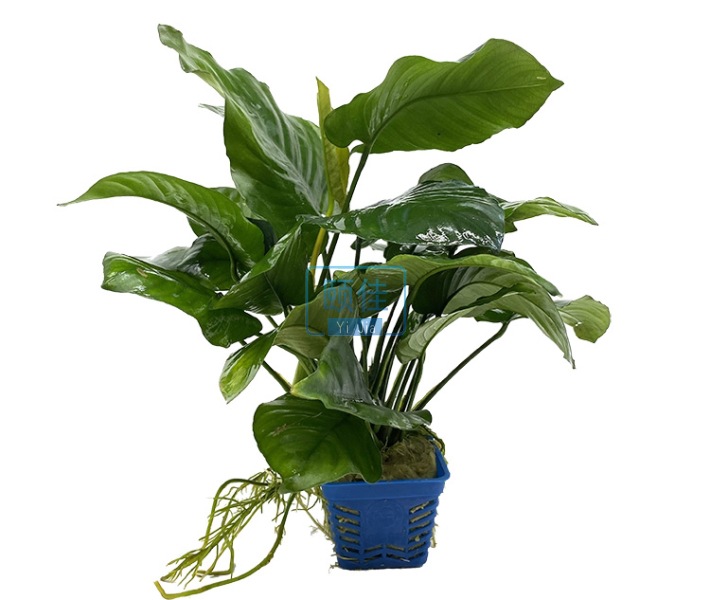 双头中榕详情11