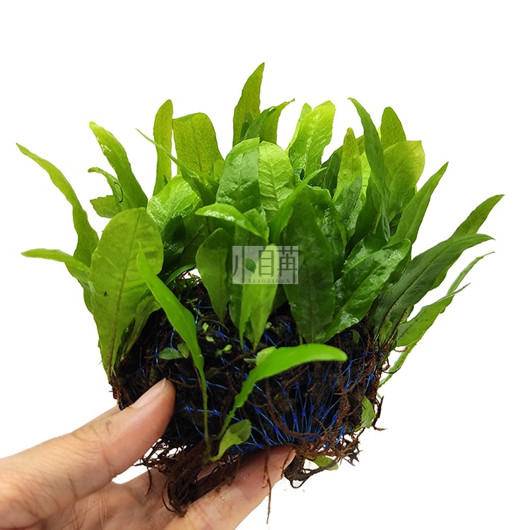 迷你铁半球详情8