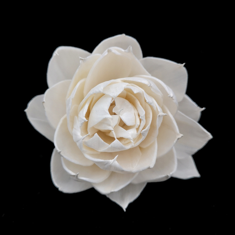 8cm栀子花