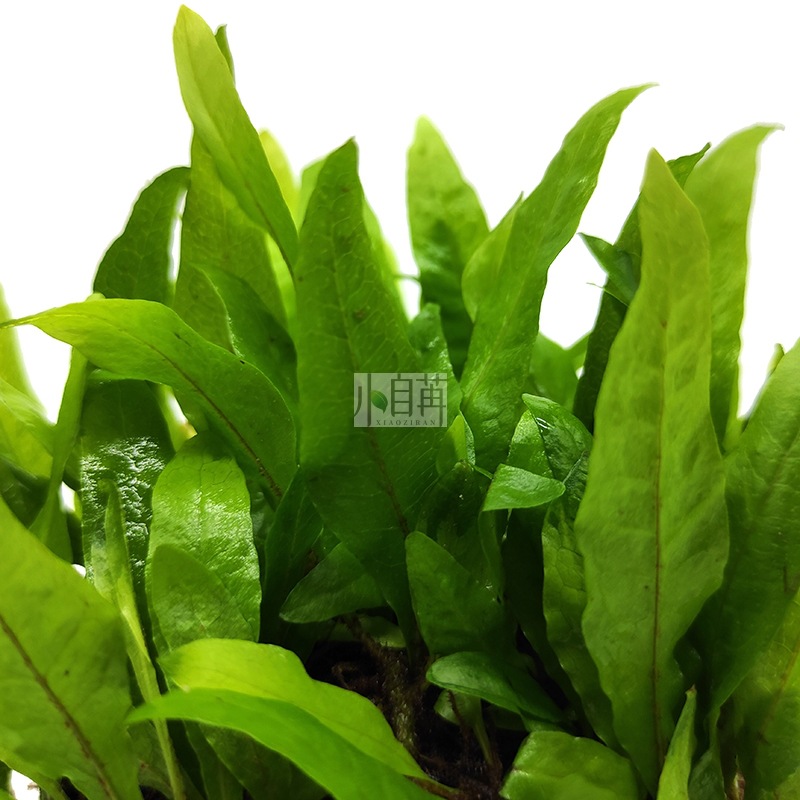 迷你铁半球详情5