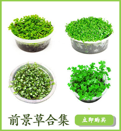 前景草合集详情页链接使用2