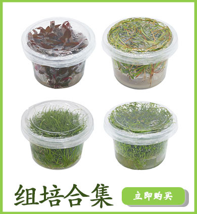 组培合集详情页链接使用1