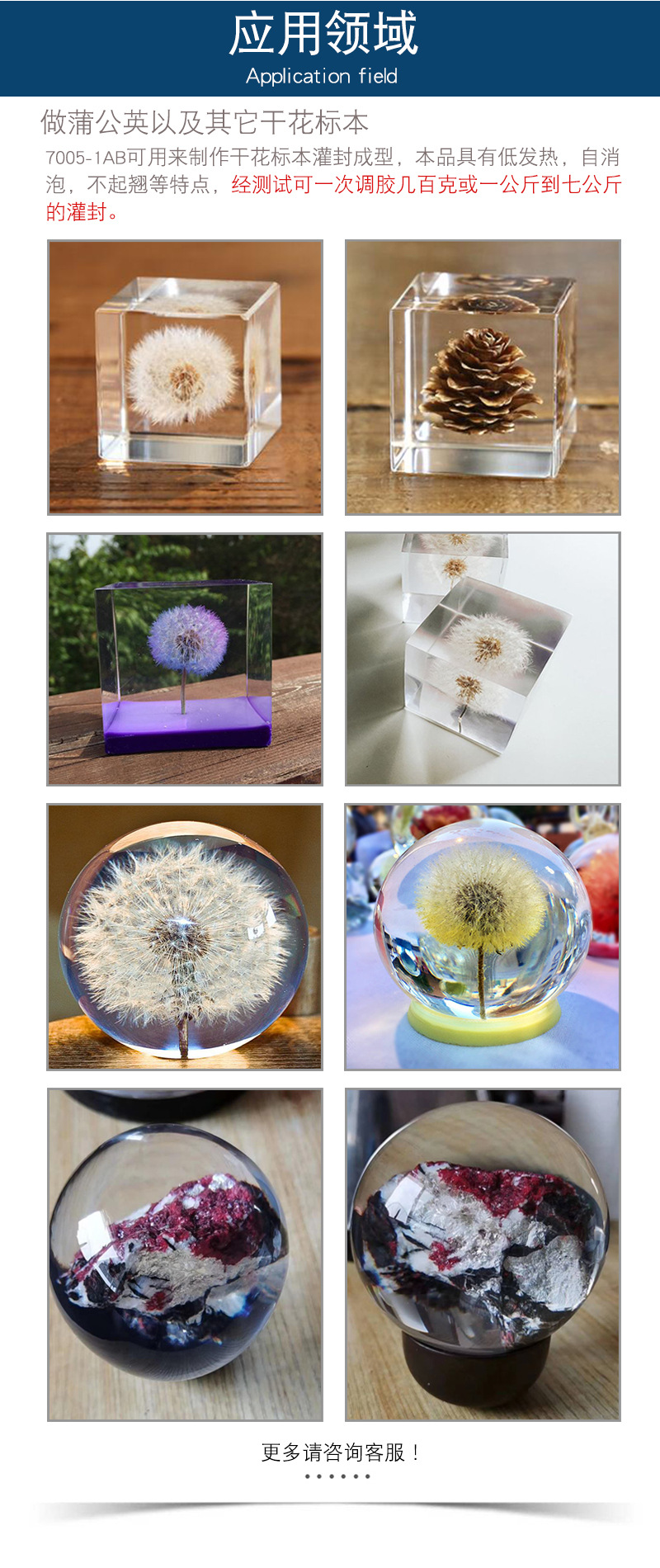 厂家直销蒲公英干花水晶胶 制作植物干花标本蒲公英镇