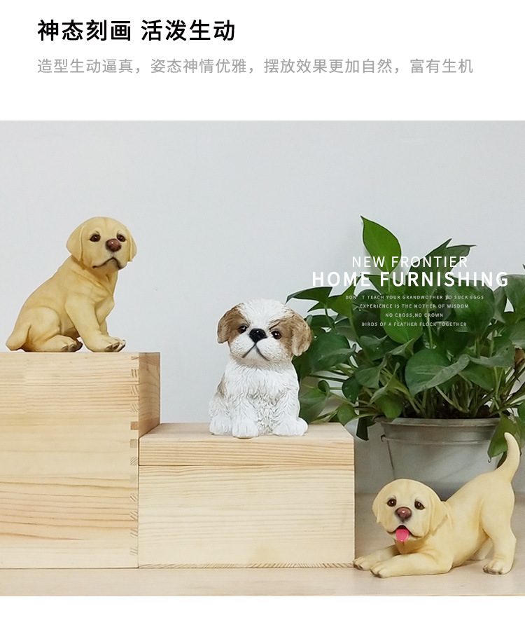 小西施幼犬_07.jpg