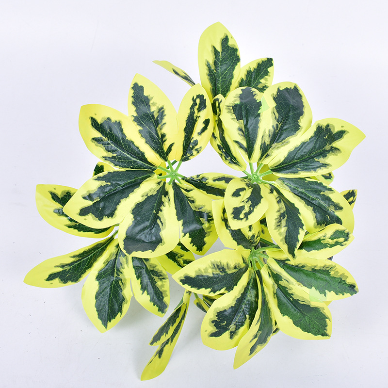 9头黄色鸭掌木1