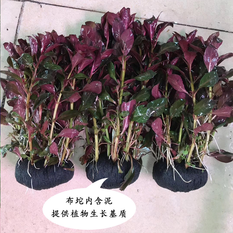 坨草3