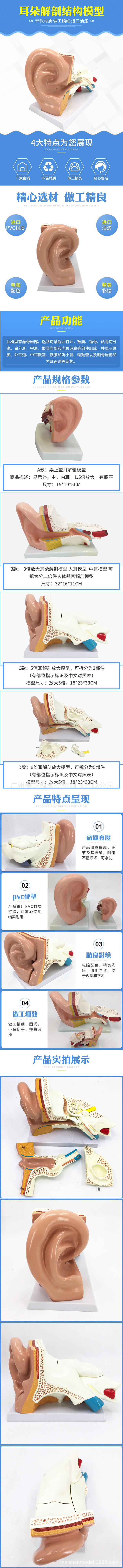 耳朵解剖结构模型-内页.jpg