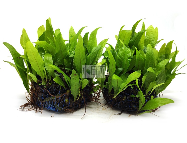 迷你铁半球详情4