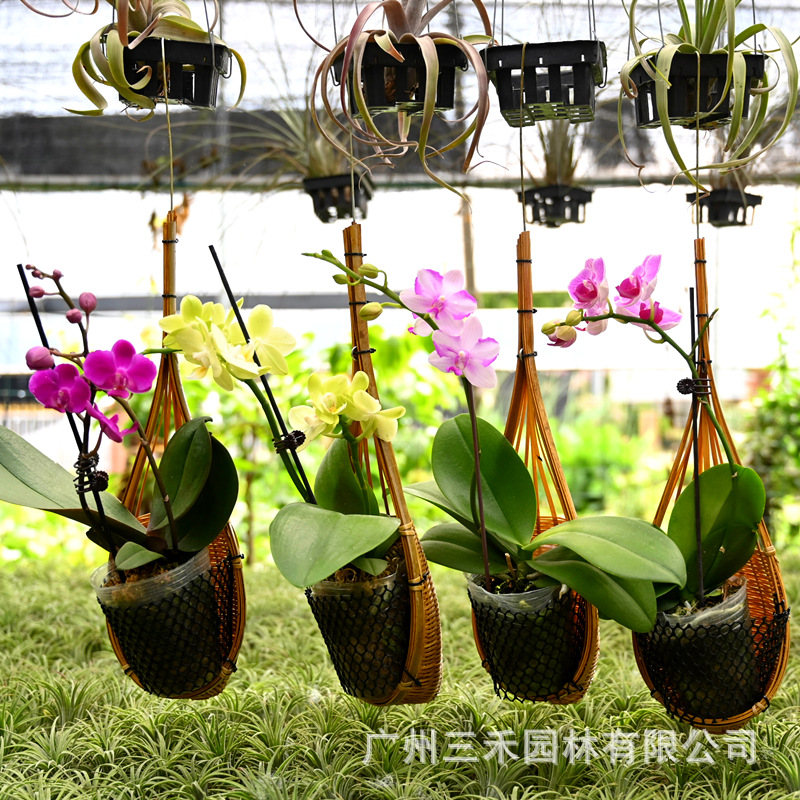 DSC_1996_副本.jpg