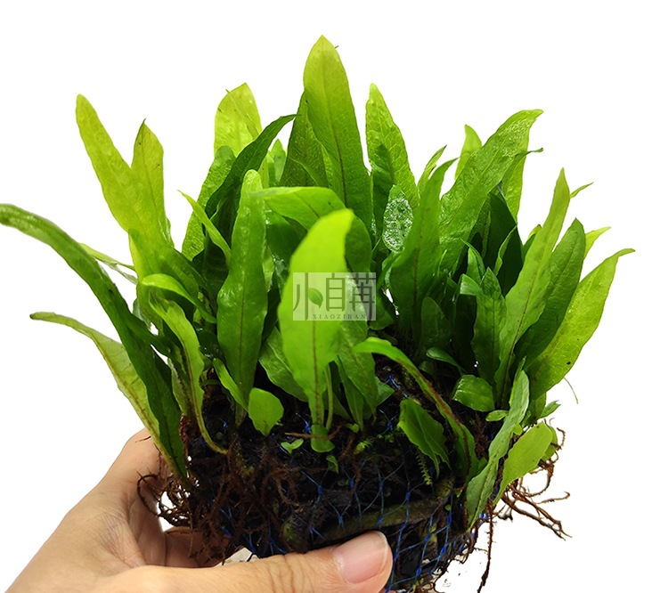 迷你铁半球详情1