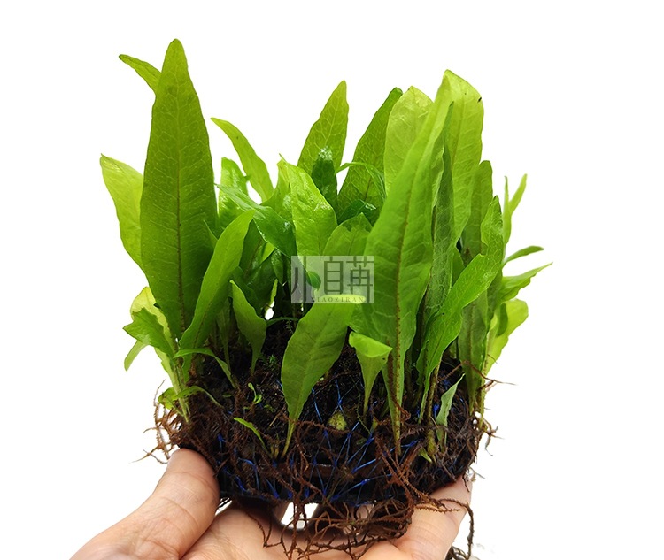 迷你铁半球详情3