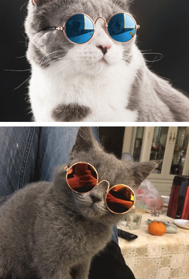 宠物眼镜图片_04