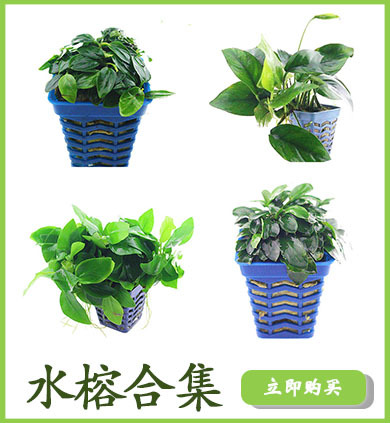 水榕合集详情页链接使用1