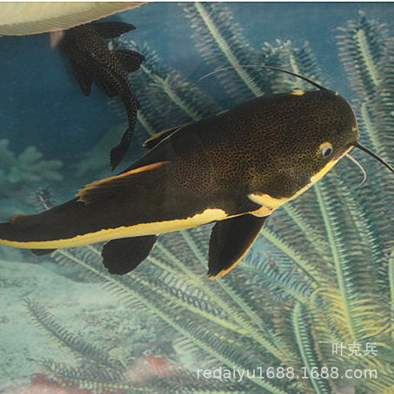 IMG_1845(20200619-150255)_副本