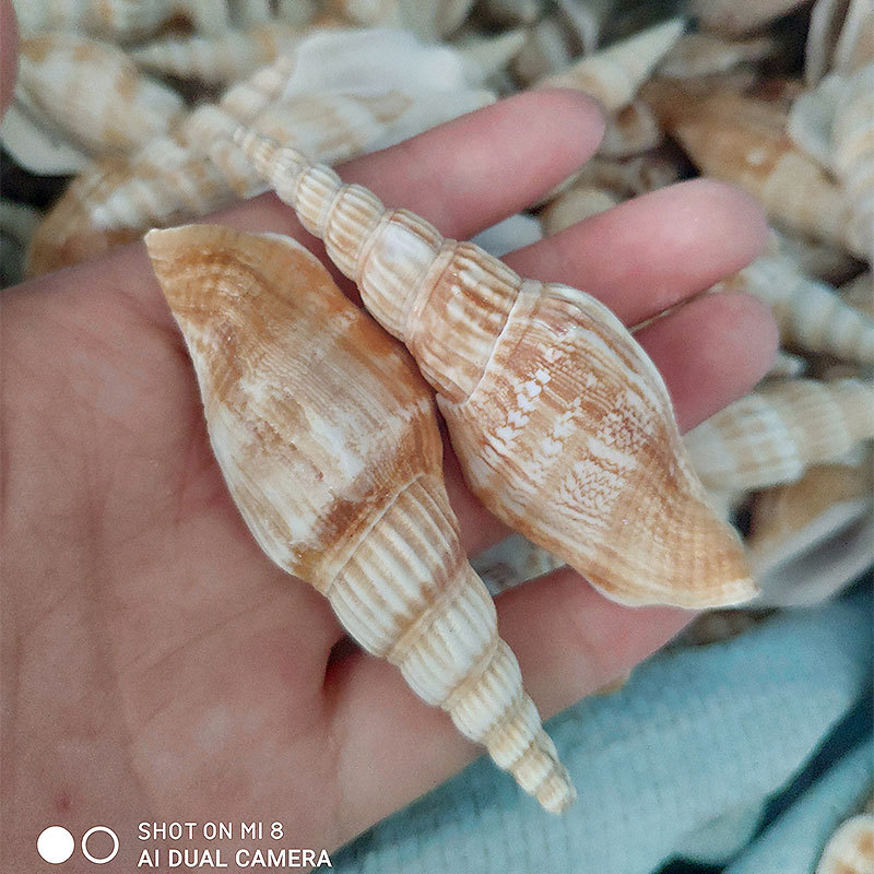 斧头螺