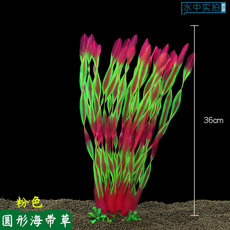 圆形海带草粉色