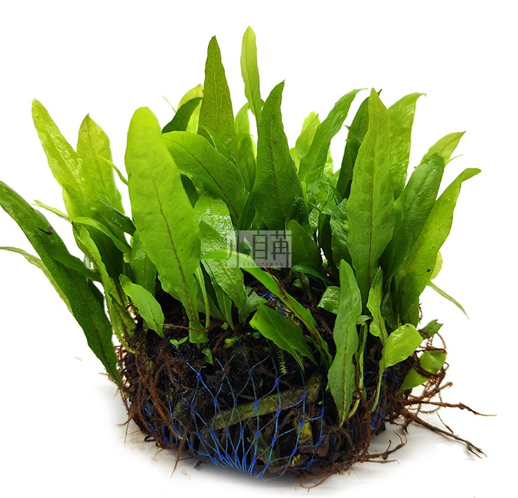 迷你铁半球详情2