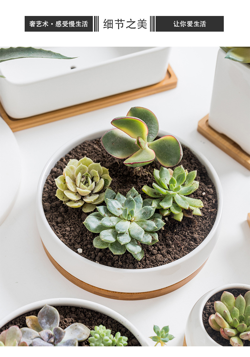 多肉种植盆_13.jpg