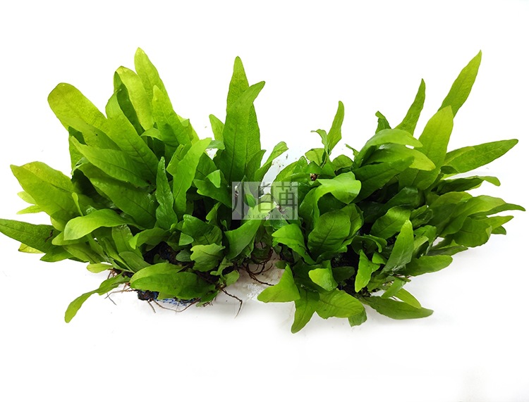 迷你铁半球详情7