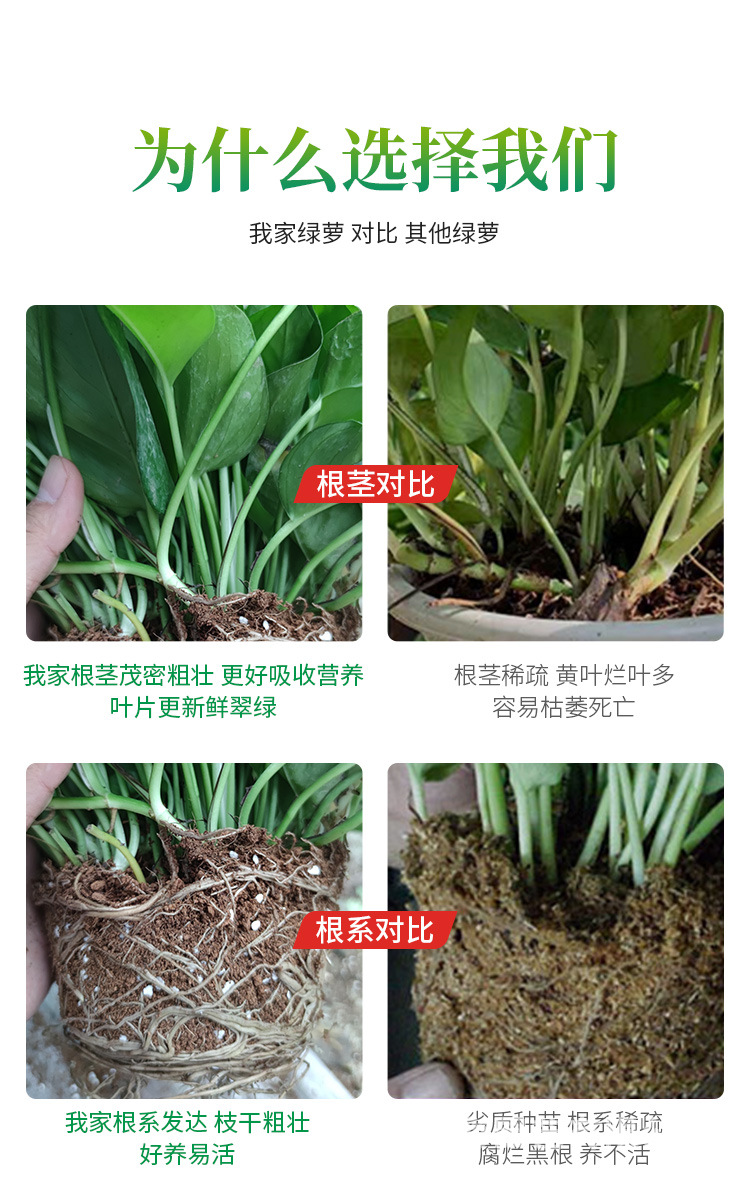 绿萝_07(1)