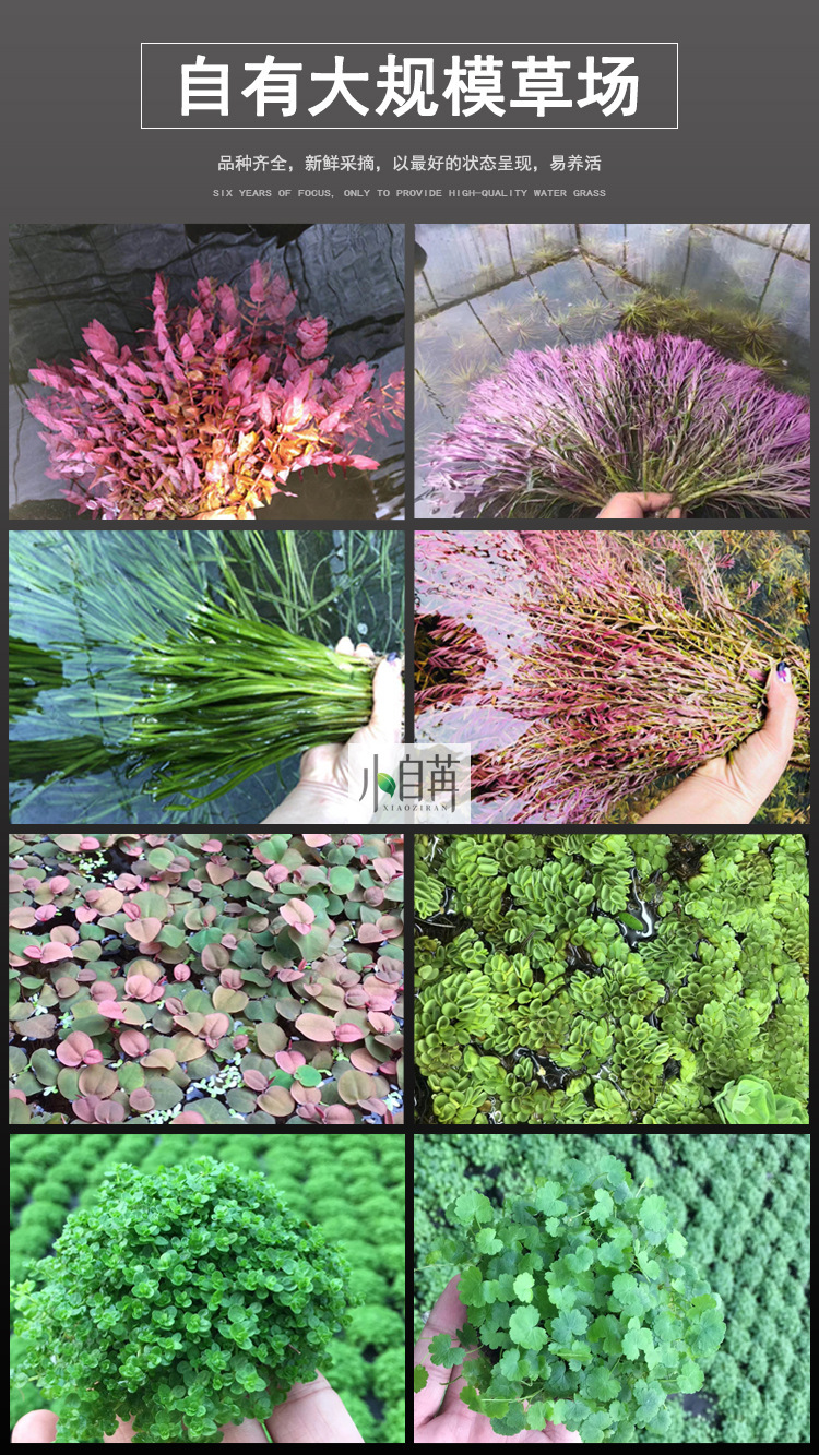 2水草详情-自有草场