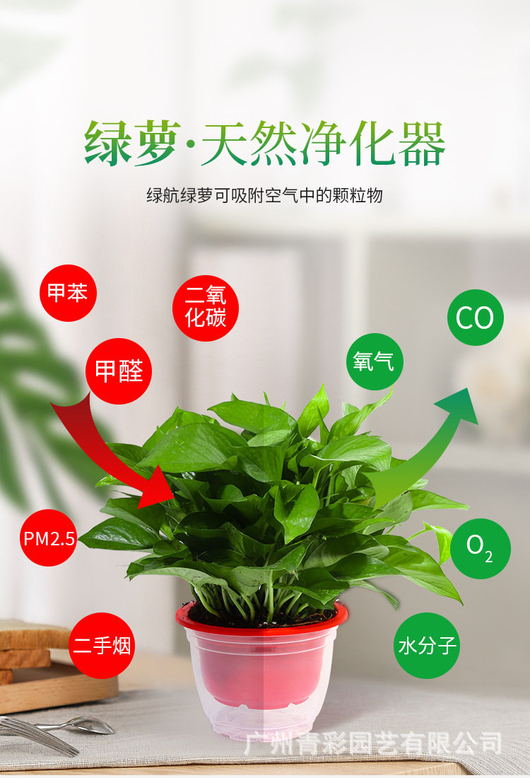 绿萝_05(1)