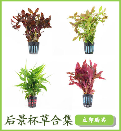 后景杯草合集详情页链接使用