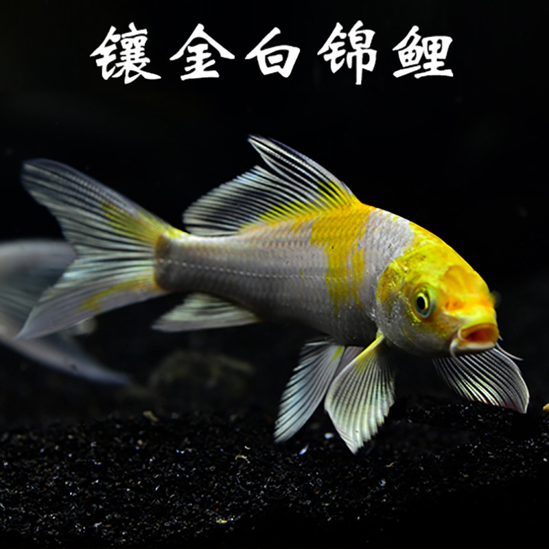 O1CN01TzapG81fl6zKQXfsS_!!1710