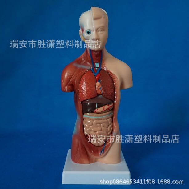 cf7baa15e62829959ecd236c677786