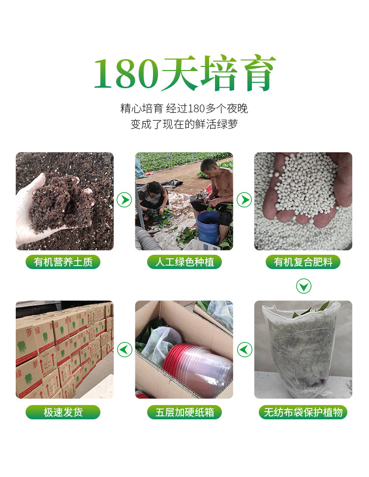 绿萝_03
