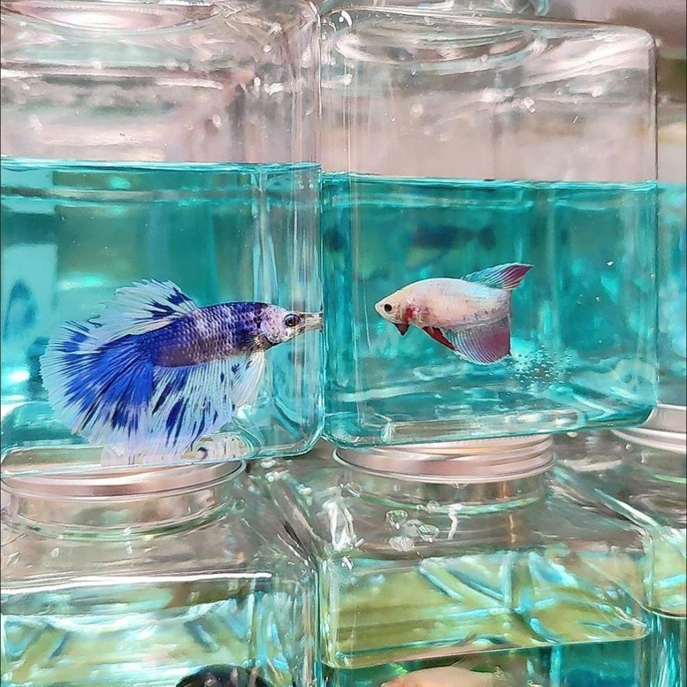 5102b613-fbf7-4043-a48c-8d1bce8ab01e.jpe