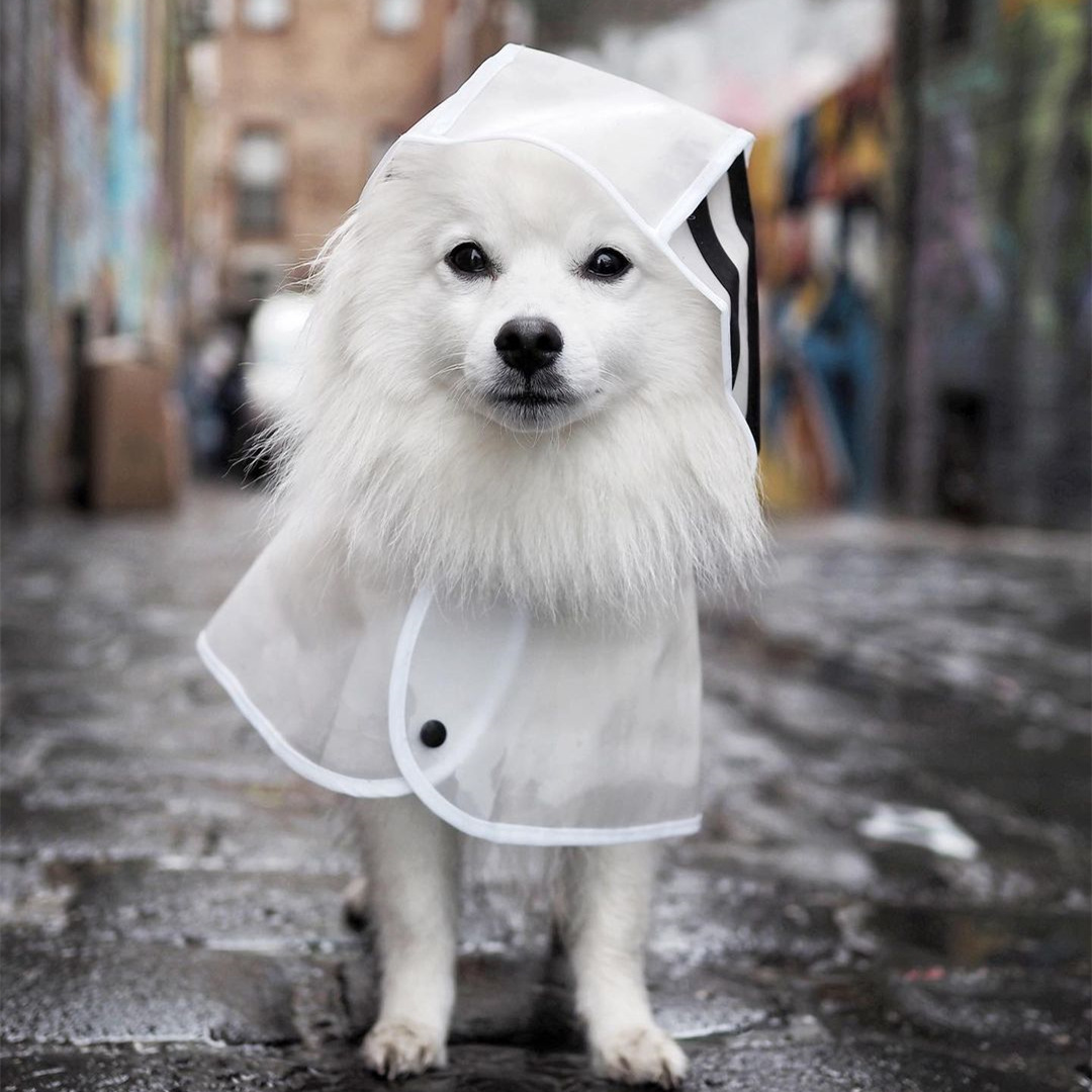 58831722_889973508007709_25253