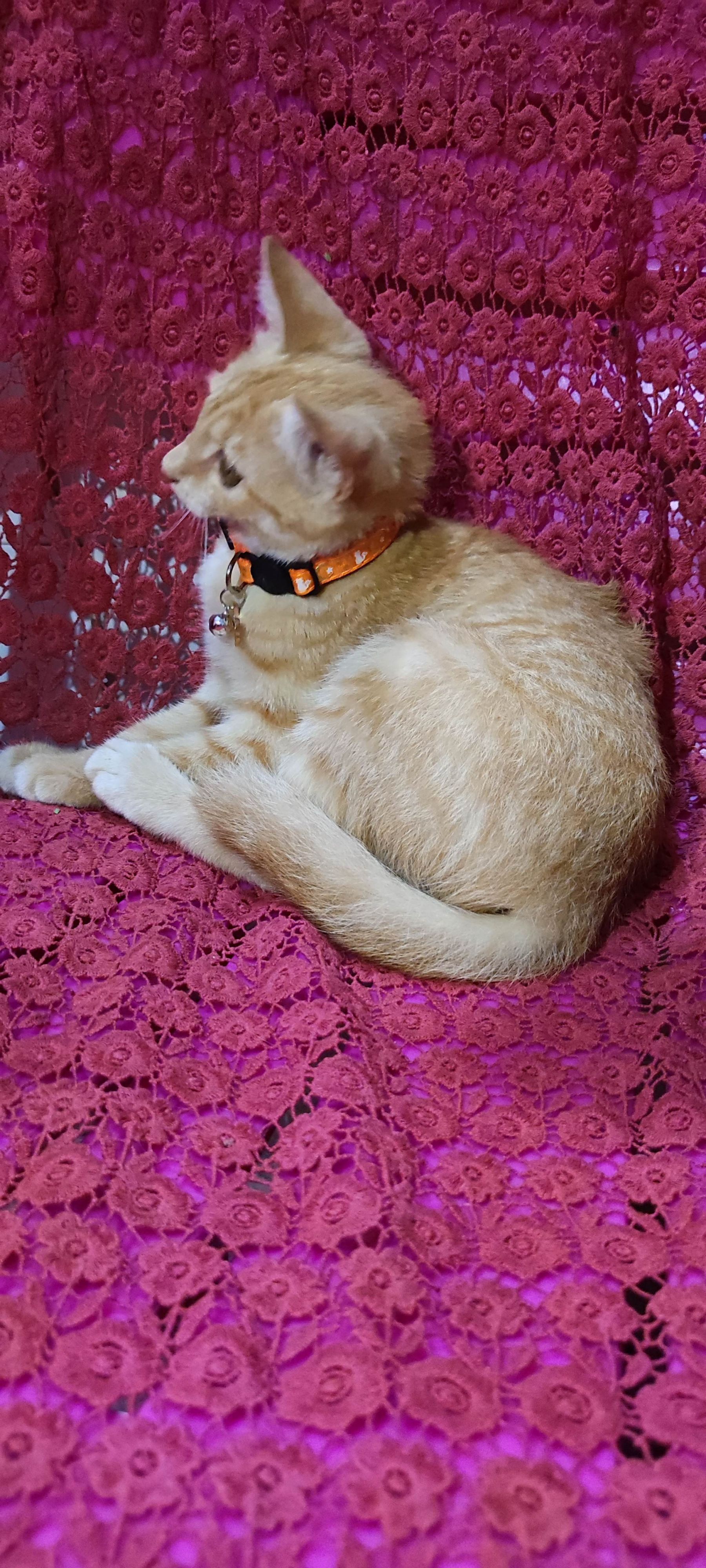 月亮猫款 3-2.jpg