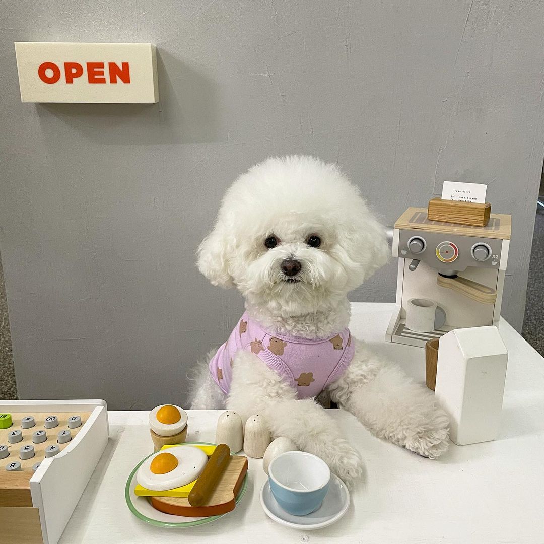 baby_bichon_pudding - 1080w (1
