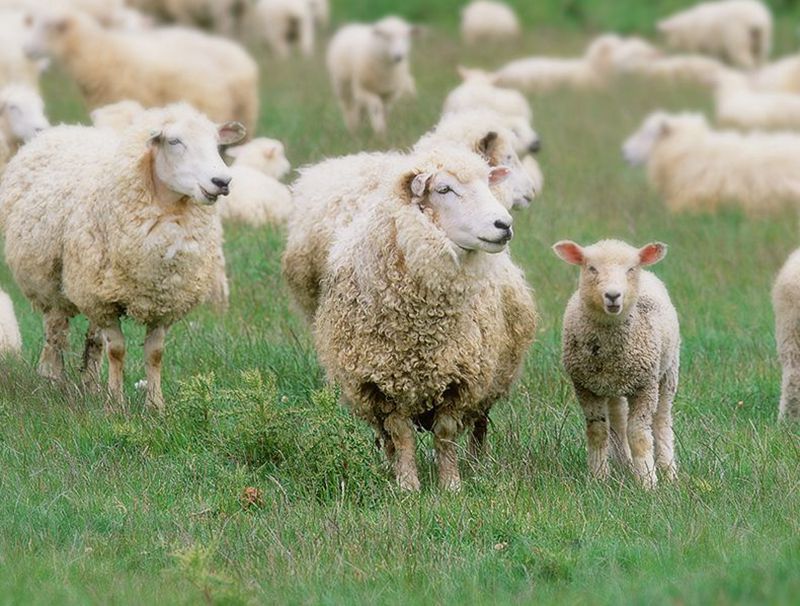 O1CN01kuBf7p1a1FJ43E46v_!!3667