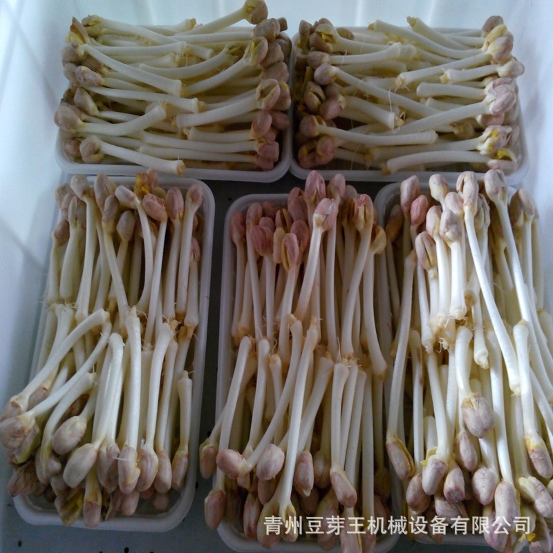 花生芽装筐.jpg