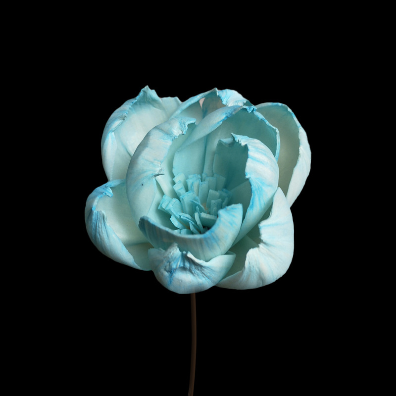 6cm牡丹(蒂芙尼蓝)