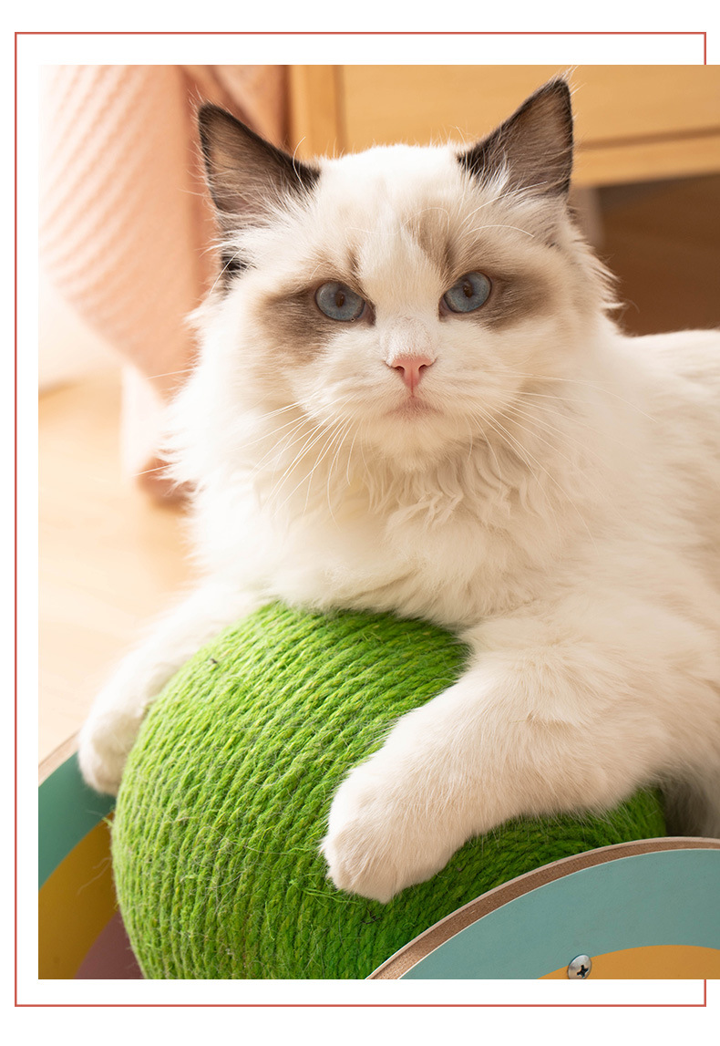 彩虹猫抓球_13.jpg
