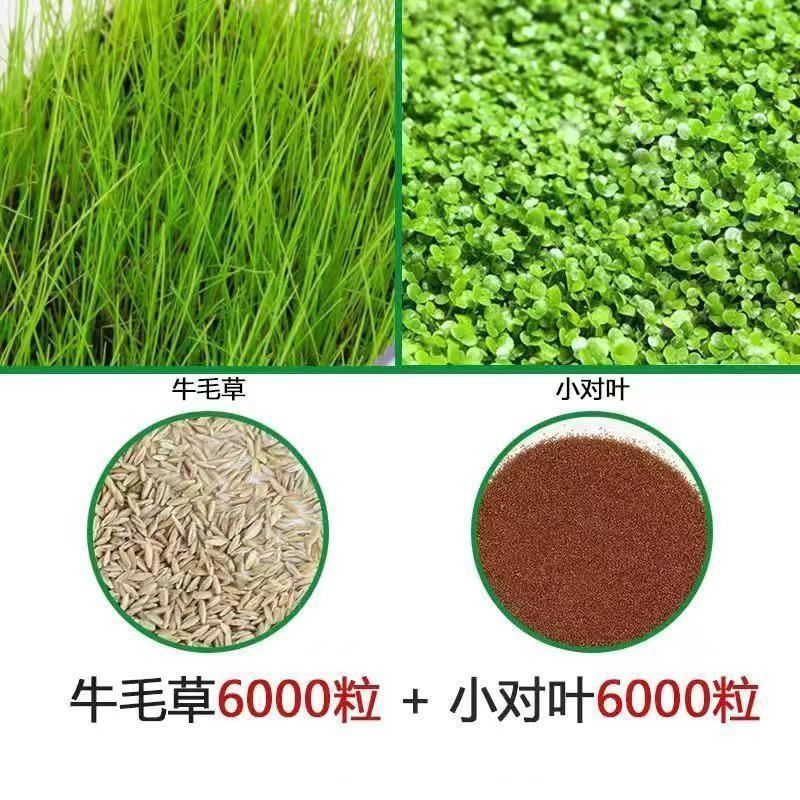四季速成水草种子生态鱼缸水缸前景草坪草籽造景大小对叶牛毛草籽