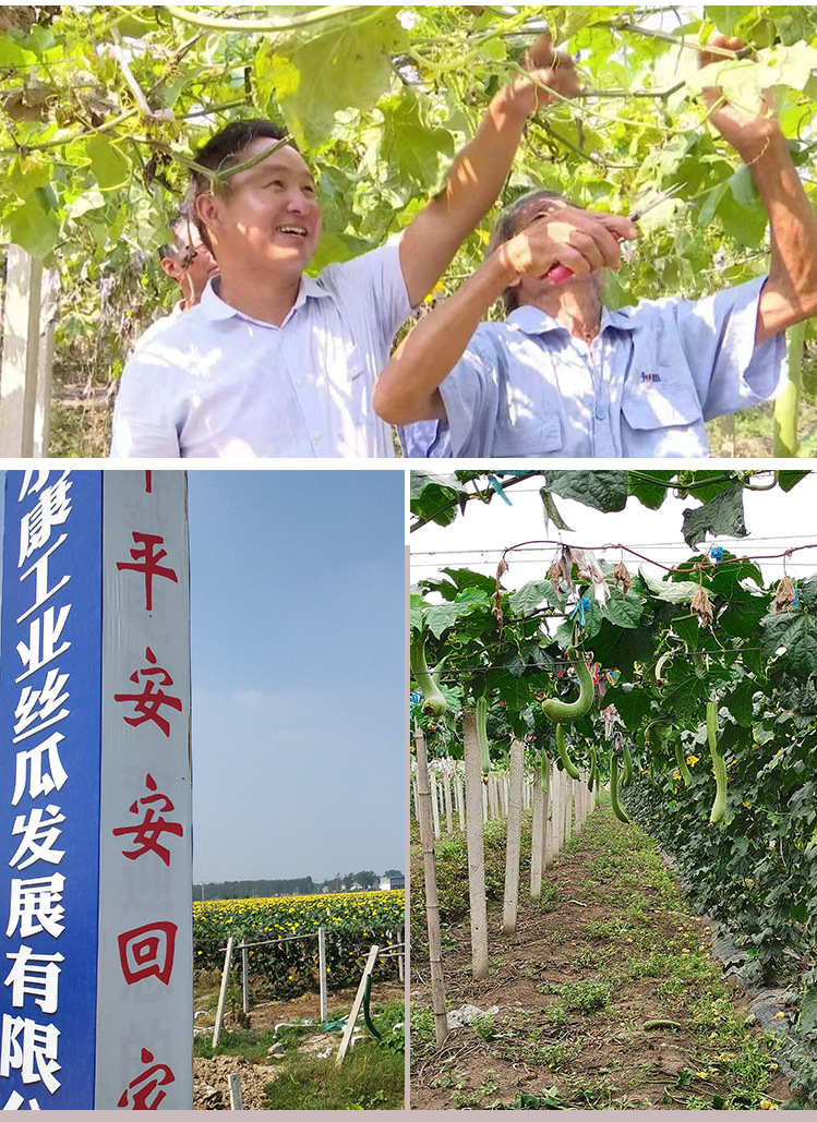 丝瓜络2_16.jpg